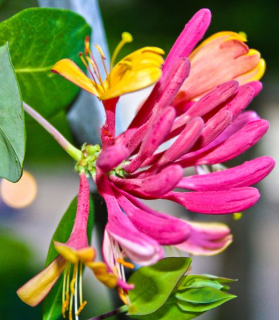 Lonicera x heckrottii 'Gold Flame'